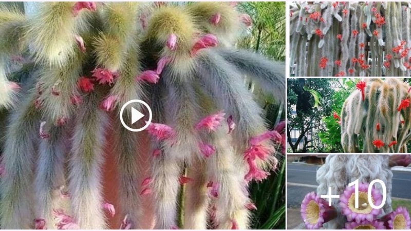 White Monkey Tail Cactus: A Symbol of Strength and Endurance