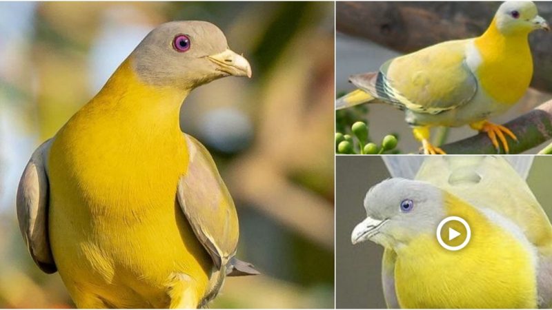 Extremely Rare Golden Pigeons Appear to Attract Bird Lovers Around the World