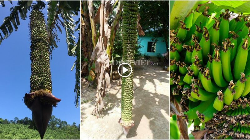 Take a look at Vietnam’s Giant Bananas: Over 350 Bunches, some as long as 2m!