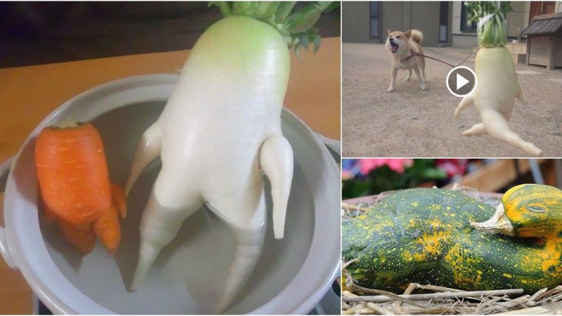 16 Hilariously Misshapen Fruits and Vegetables That Will Make You Do a Double-Take.