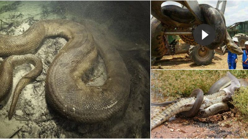 Giant snakes are not uncommon, but how big is the biggest one ever recorded, do you know?