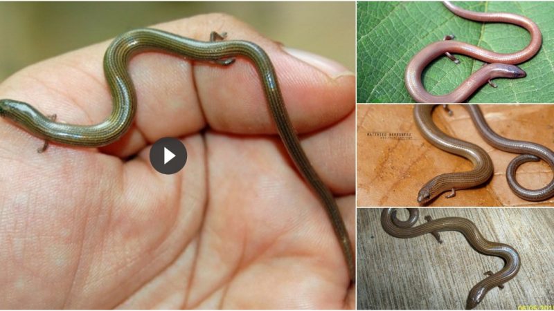 The discovery of a four-legged snake ѕһoсked the scientific world.