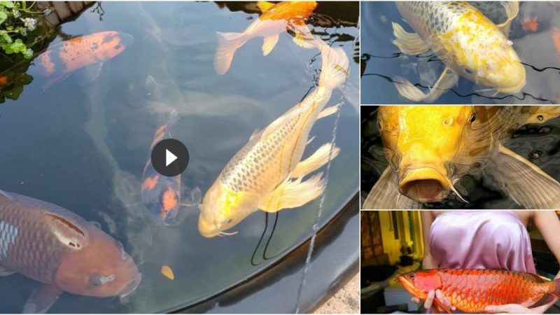 Some of the largest Koi I’ve ever seen are at Seattle’s Japanese Garden. And they are clearly accustomed to being fed…