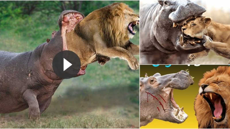 Who will win the epic battle between the Lion King and the Hippo?