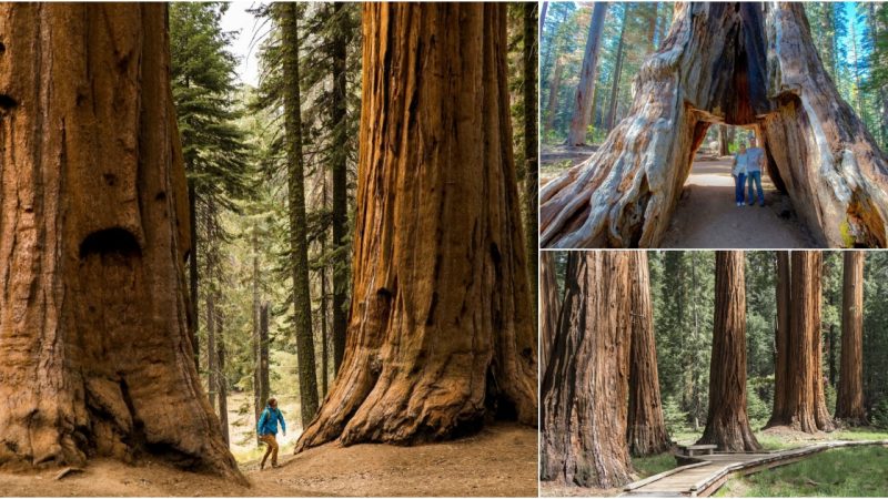 Discovering the Majestic Giant Sequoias: The Most Gigantic Living Organisms on Earth.