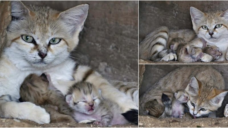 A special delivery from a rare sand cat surprises everyone!