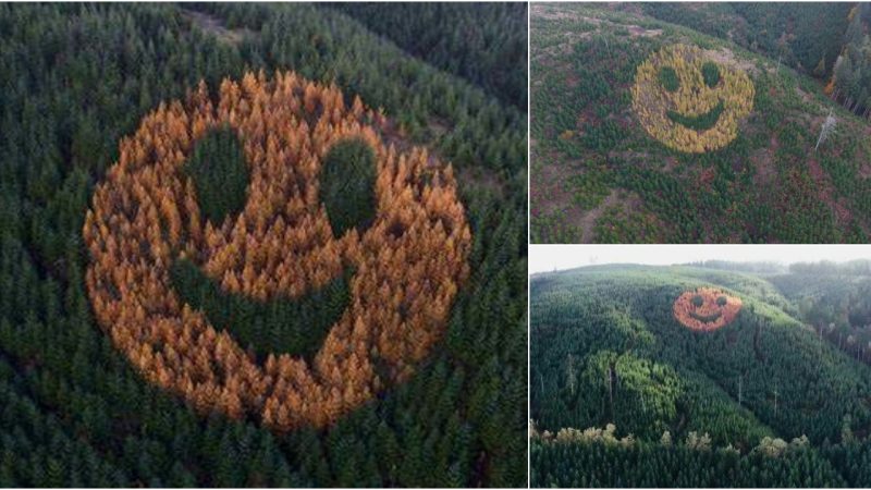 Giant Smiley Face on Oregon Hillside Is Made Up of Trees.