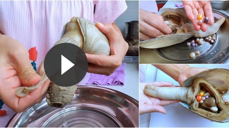 Amazing! A giant 20-year-old geoduck with orange pearls inside.