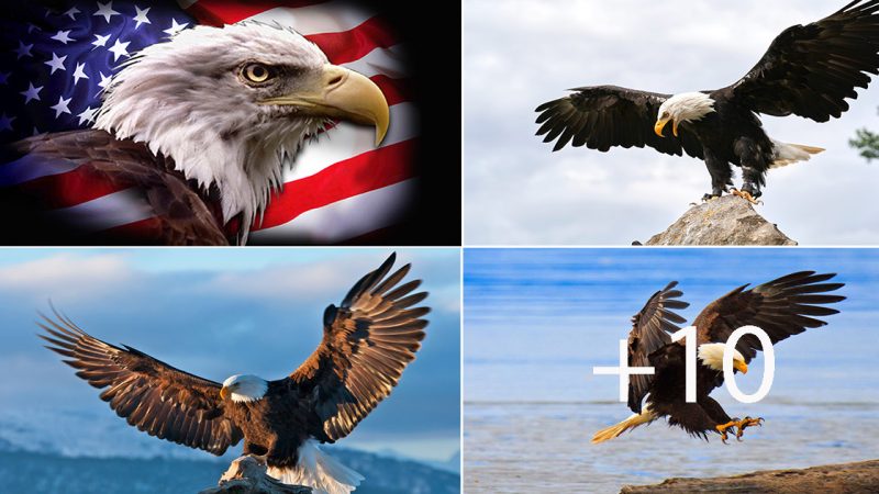 The Bald Eagle: A Symbol of Power, Majesty, and American Identity