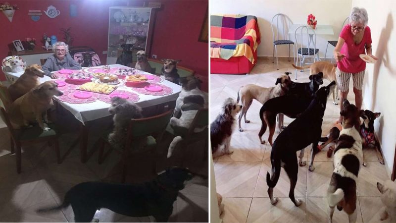 The touching story of adopted dogs celebrating the 89th birthday of the grandmother made millions of hearts melt