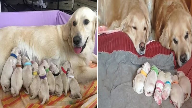 happiest moment: the couple lying together watching the puppies have just been born, bursting with happiness