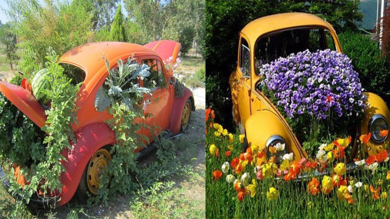 Plant lovers are now creating gardens inside their CARS in a bizarre new ‘cardening’ trend – complete with real dirt, succulents and cactuses