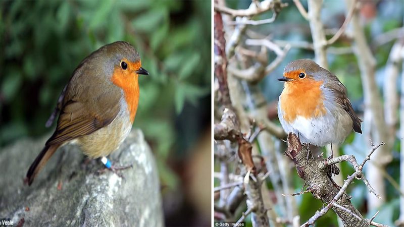 The not so cuddly truth about our favourite Christmas cutie: STEPHEN MOSS reveals all about the remarkable ‘robin redbreast’