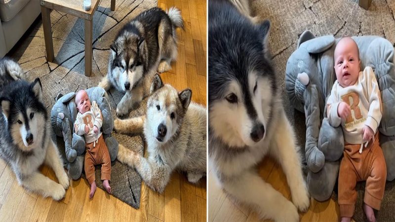 World’s Most Protected Baby: Shielded by Three Giant Dogs