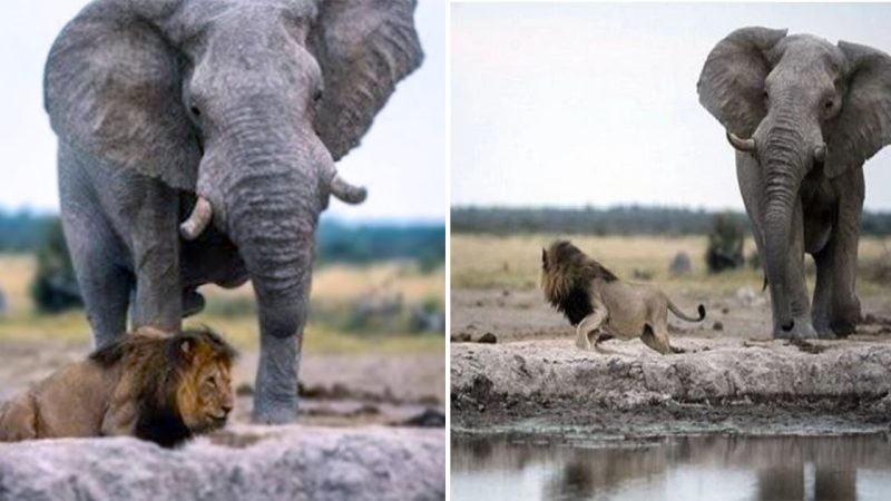 Lost in deep thoughts, a lion narrowly escaped being crushed under the feet of an elephant.