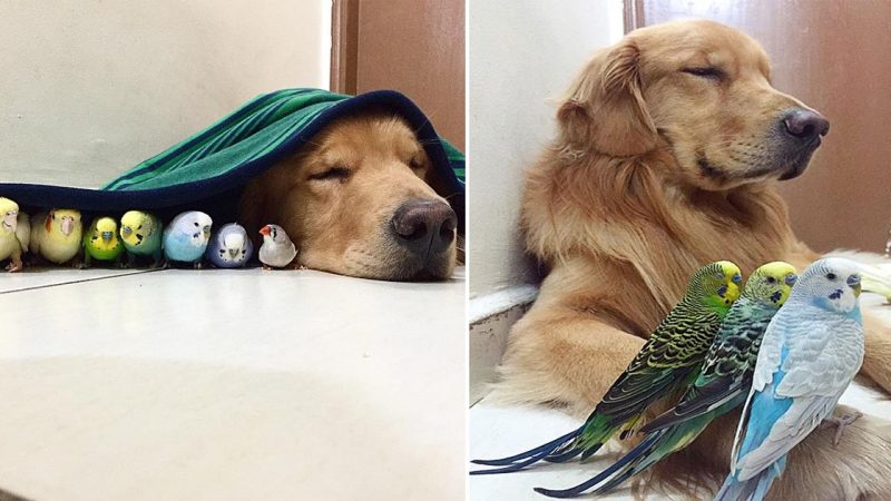 A Golden Retriever, A Hamster, And 8 Birds Are Best Friends And Live In Harmony