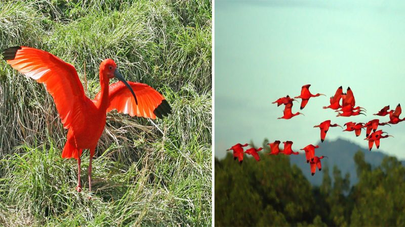 The Scarlet Ibis is a remarkably stunning bird that moves in flocks, appearing as waves of shimmering scarlet that’s a sight to behold