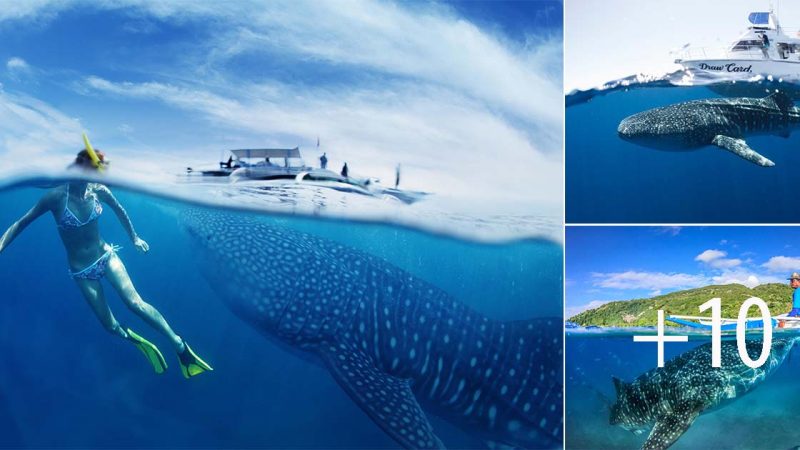 Ningaloo Whale Shark Swim on a Powerboat