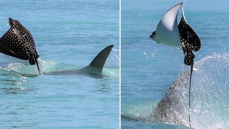 Incredible moment Eagle ray leaps into the air from the ocean to escape being eaten by a hammerhead shark