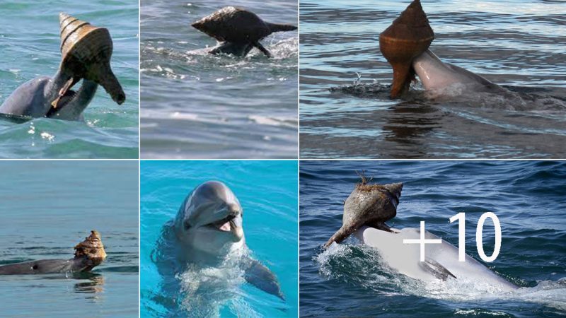 Dolphins Exhibit Surprising Ability to Learn Hunting Skills from Peers, Similar to Great Apes