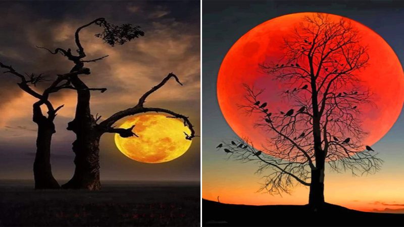 Exploring the Enigmatic Beauty of Moonlit Tree Shadows