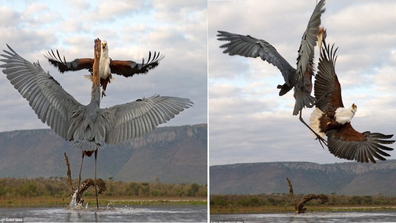 Crane style kung fu! Heron looks like it is using martial arts skills to fight off an eagle