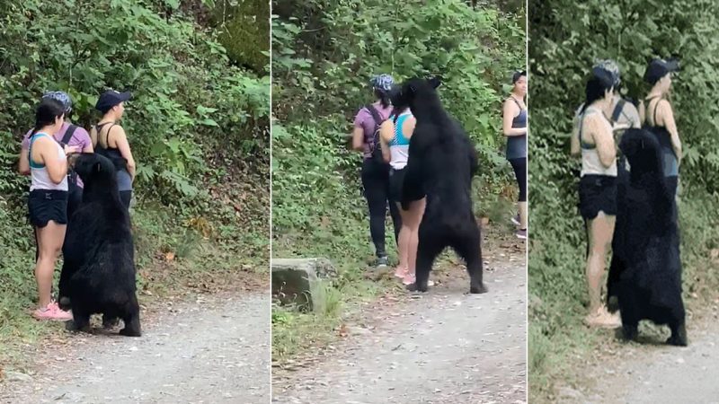 Maintaining Calm and Distance: A Lesson in Bear Safety from Hikers’ Encounter with a Black Bear