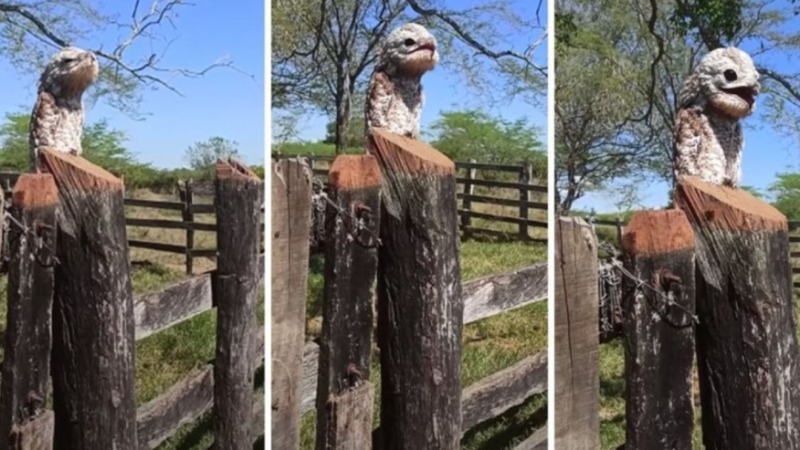 A Bird You Can’t Take Your Eyes Off Potoo Caught On Camera For The First Time