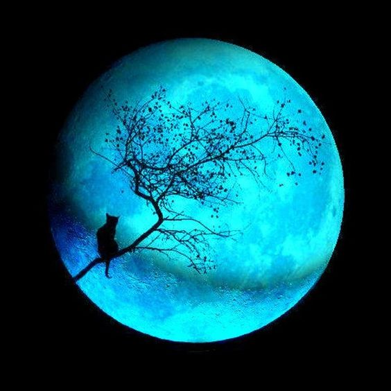 Unveiling the Mystique: Delving into the Enchanting Dance of Moonlit Tree Shadows