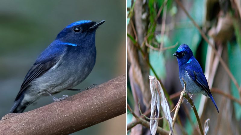 Small Niltava (Niltava macgrigoriae). This beautiful blue songbird in the flycatcher family is native to the Indian subcontinent and Southeast Asia