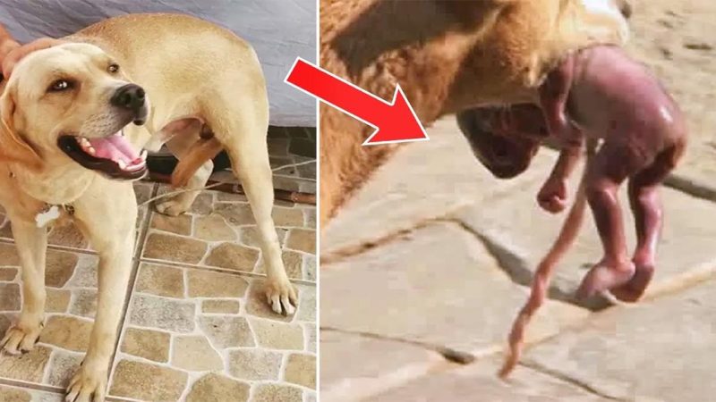 Heartrending Image of a Dog Nurturing a Newborn Moves Millions to Tears