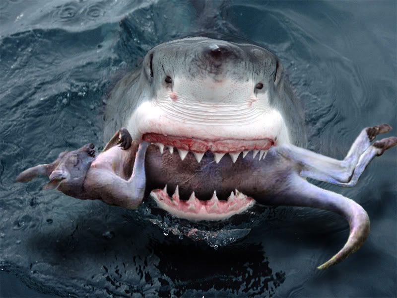 Australia's great white shark is extremely dапɡeгoᴜѕ, the fisherman's ...