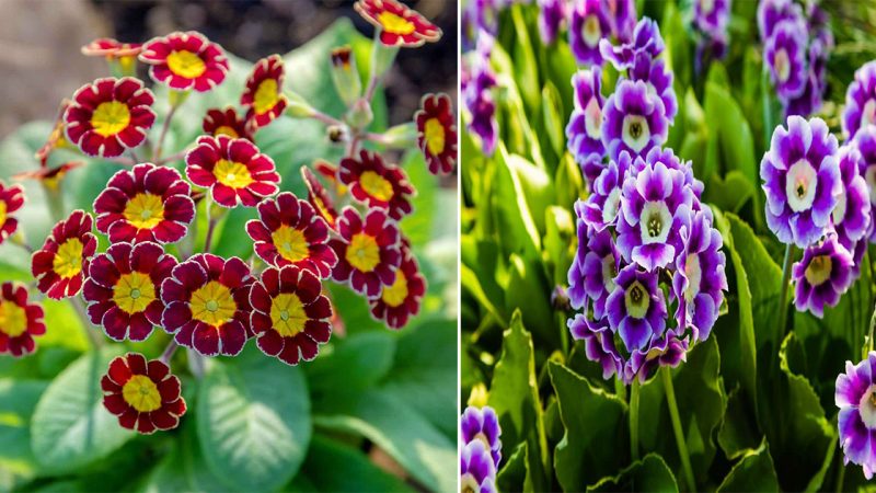 Tips to grow the perfect auriculas to give your home a new feel.