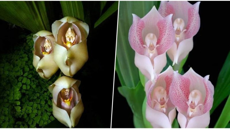 Discover the Stunning Beauty of the ‘Cradle of Venus’ Orchid