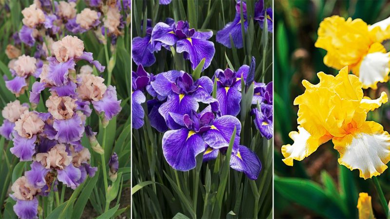 How to grow border irises the easy way.