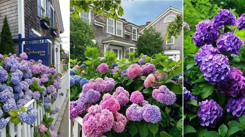 “Purple Hydrangea – Unveiling the Enchanting Beauty of this Floral Wonder”