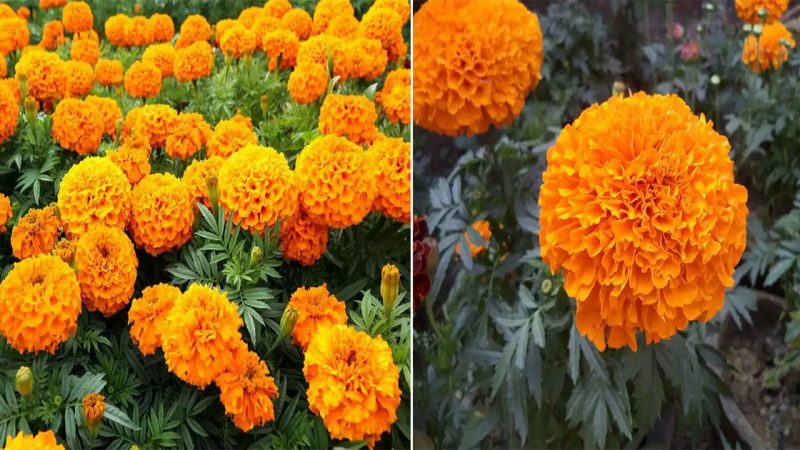 Fertilizing Marigolds – Getting Marigolds Blooming Bigger Than Ever!