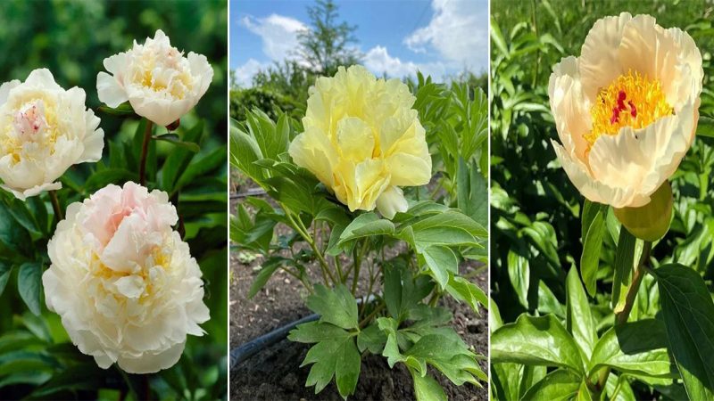 Unveiling the Exquisite Yellow Pony Varieties to Enhance Your Garden’s Beauty