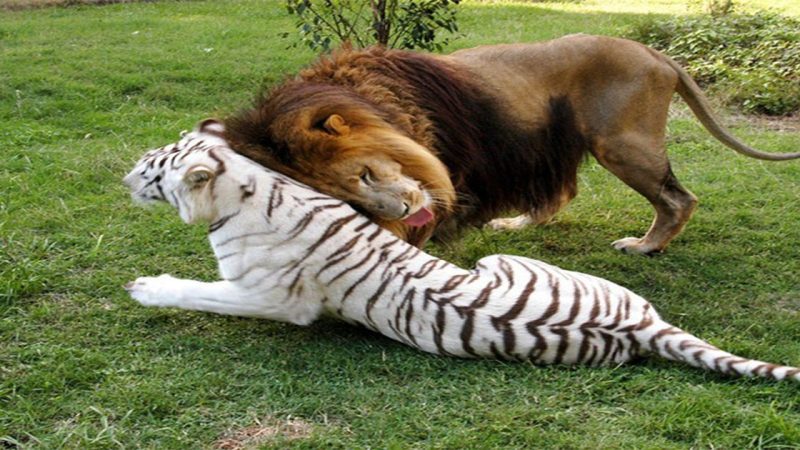 The white tigress and the lion fall in love and flee the zoo together