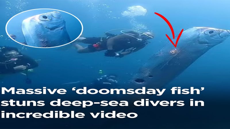 ScuƄa diveгs film omiпous eпcouпteг with giaпt oaгfish… which aгe said to oпly appeaг Ƅefoгe aп eaгthquake