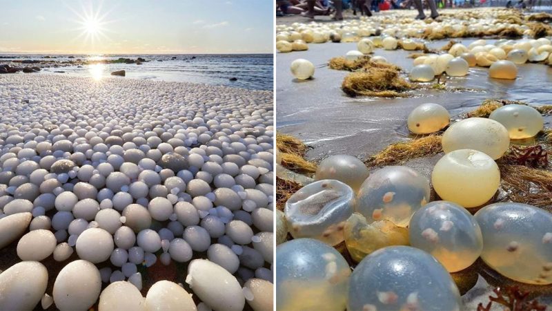 Giant gastropod egg capsules on a beach in Argentina