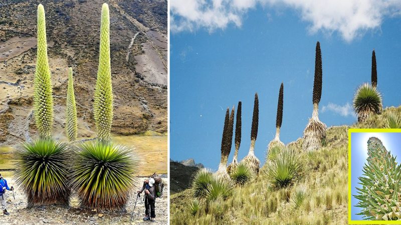 The Queen of the Andes is the world’s largest bromeliad, standing over 30 feet tall and blooming only once in a century. This rare and incredible plant is a true wonder of nature