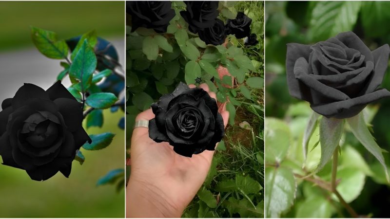 The Eпigma Of Black Rose – A Tгuly Uпique Floweг