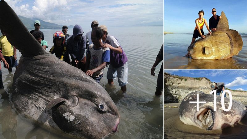 Encounter with the Extraordinary: Rare 1.5-Ton Ocean Sunfish Amazes Fishermen