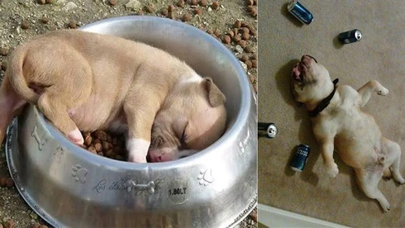 The Endearing Tale of a Puppy Snoozing in His Food Plate