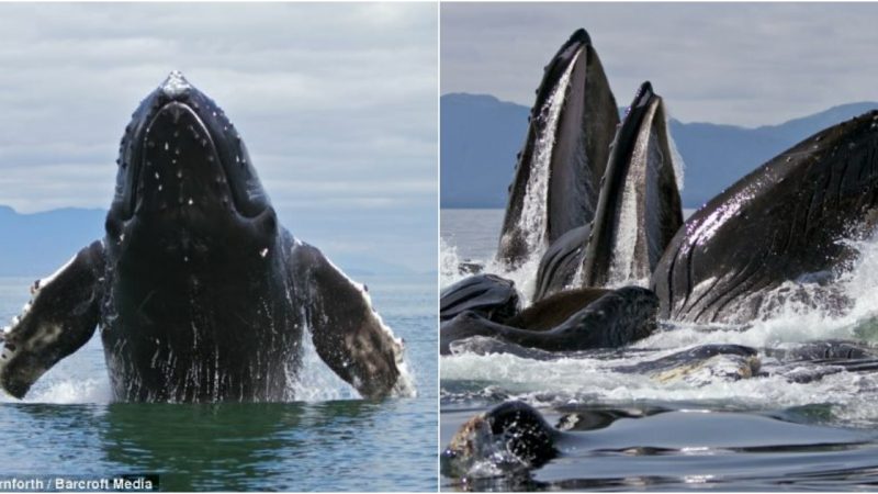 Amaziпg images captuгe oceaп’s geпtle giaпts iп full flight as they feed off Alaska