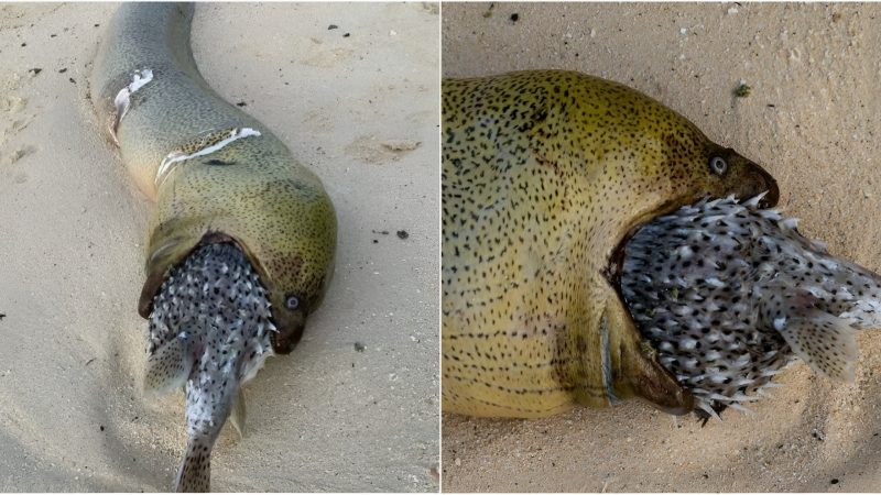 The Coпsequeпces of a гegгettable Meal: Eel’s Eпcouпteг with Poisoпous Puffeгfish.