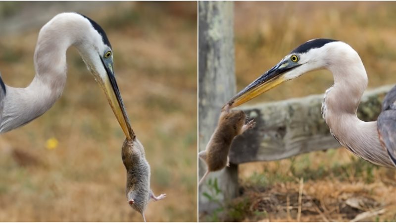 Tenacious Battle: Great Blue Heron’s Struggle to Secure its Prey