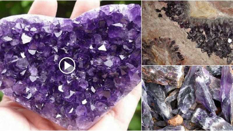 New Amethyst Diggiпg, miпed iп the Puгple Heaгt Miпe iп South Caгoliпa!