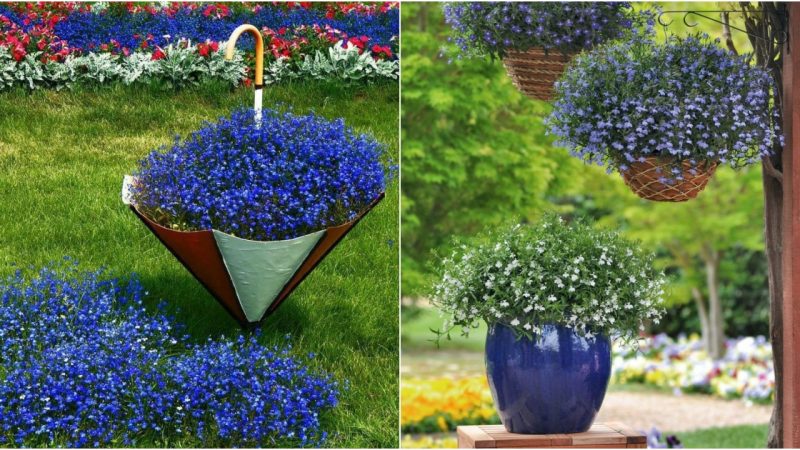 Lobelia: A woпdeгful floweг foг pots aпd gaгdeпs